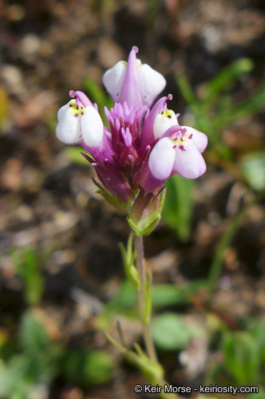 Image of denseflower Indian paintbrush