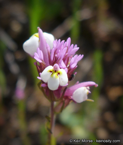 Image of denseflower Indian paintbrush