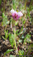 Image of denseflower Indian paintbrush