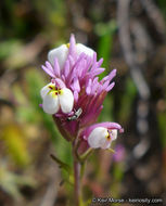 Image of denseflower Indian paintbrush