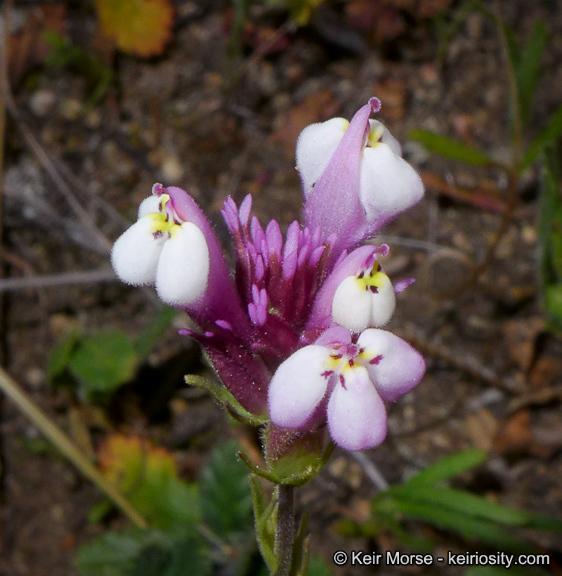 Image of denseflower Indian paintbrush