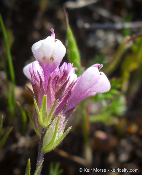 Image of denseflower Indian paintbrush