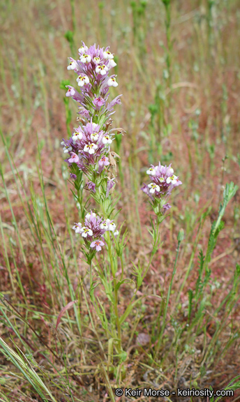 Image of denseflower Indian paintbrush