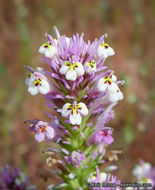 Image of denseflower Indian paintbrush