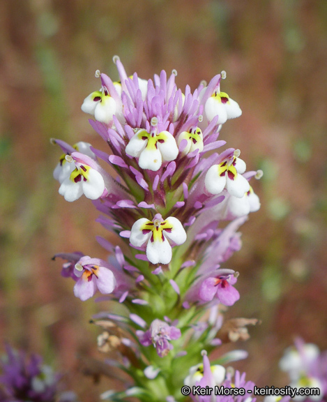 Image of denseflower Indian paintbrush