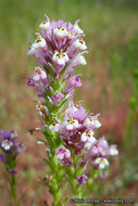 Image of denseflower Indian paintbrush