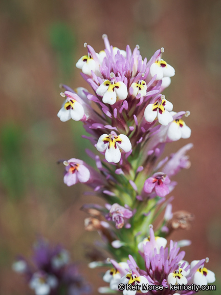 Image of denseflower Indian paintbrush