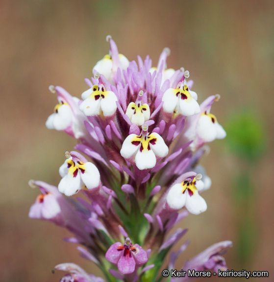 Image of denseflower Indian paintbrush