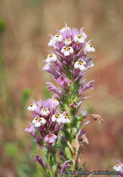 Image of denseflower Indian paintbrush