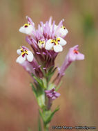 Image of denseflower Indian paintbrush