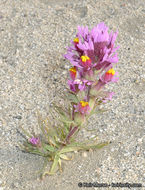 Слика од Castilleja exserta var. venusta (A. Heller) J. M. Egger