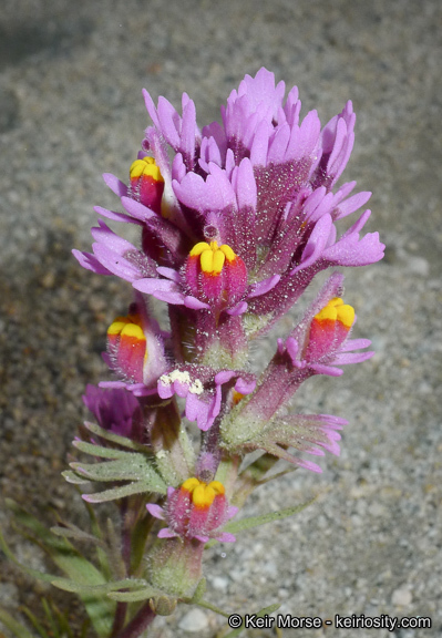 Слика од Castilleja exserta var. venusta (A. Heller) J. M. Egger