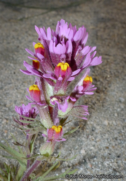 Слика од Castilleja exserta var. venusta (A. Heller) J. M. Egger