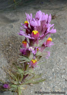 Слика од Castilleja exserta var. venusta (A. Heller) J. M. Egger