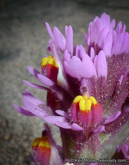 Слика од Castilleja exserta var. venusta (A. Heller) J. M. Egger