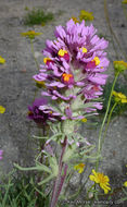 Слика од Castilleja exserta var. venusta (A. Heller) J. M. Egger