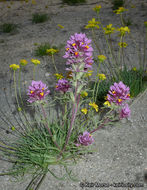 Слика од Castilleja exserta var. venusta (A. Heller) J. M. Egger