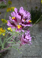 Слика од Castilleja exserta var. venusta (A. Heller) J. M. Egger