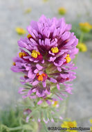 Слика од Castilleja exserta var. venusta (A. Heller) J. M. Egger