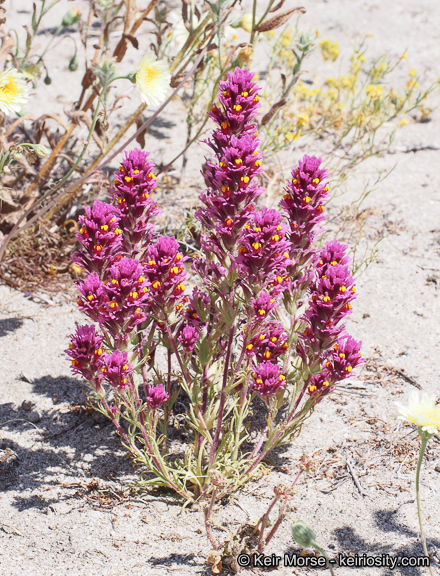 Слика од Castilleja exserta var. venusta (A. Heller) J. M. Egger