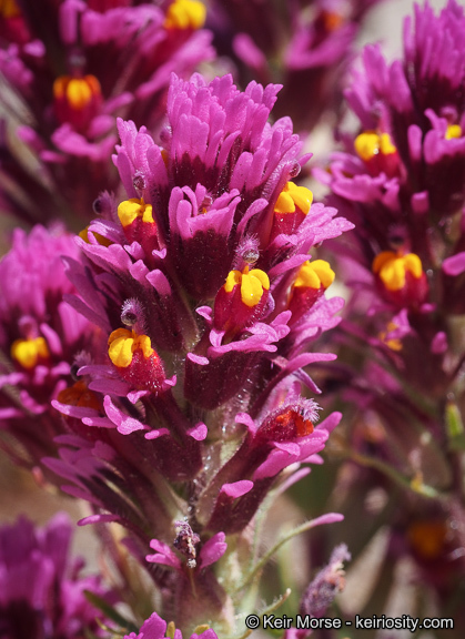 Слика од Castilleja exserta var. venusta (A. Heller) J. M. Egger