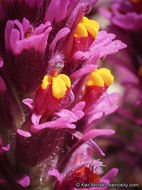 Слика од Castilleja exserta var. venusta (A. Heller) J. M. Egger