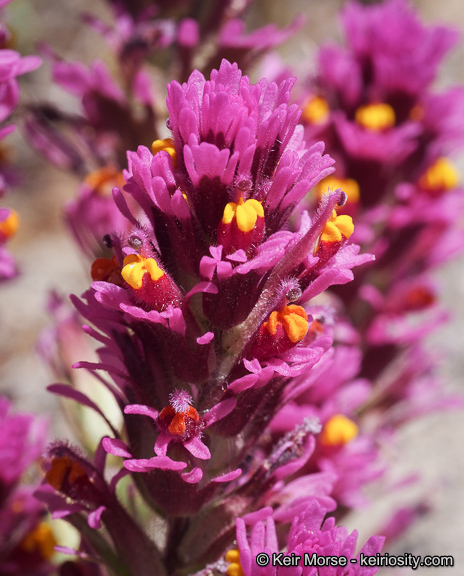 Слика од Castilleja exserta var. venusta (A. Heller) J. M. Egger