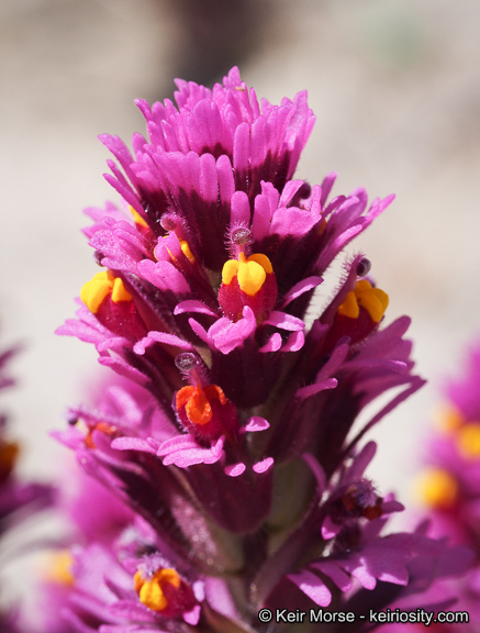 Слика од Castilleja exserta var. venusta (A. Heller) J. M. Egger