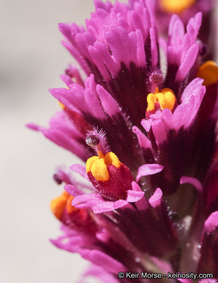 Слика од Castilleja exserta var. venusta (A. Heller) J. M. Egger