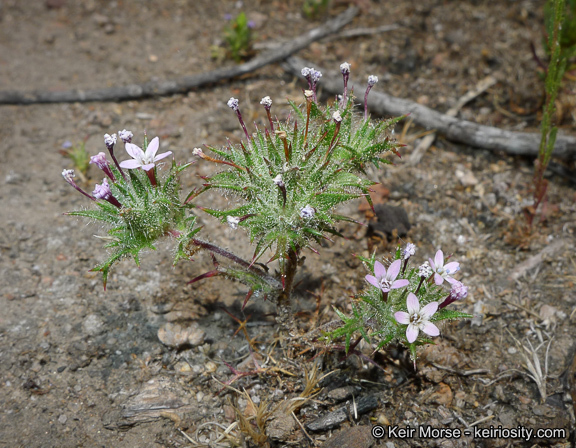 Image of hooked pincushionplant