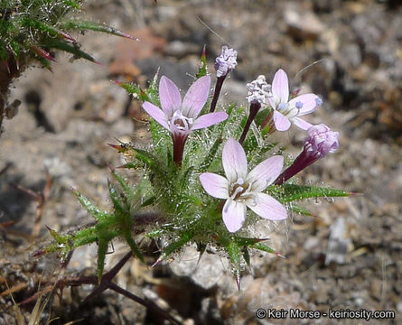 Image of hooked pincushionplant