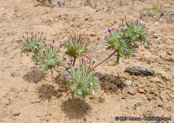 Image of hooked pincushionplant