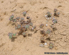 Image of hooked pincushionplant