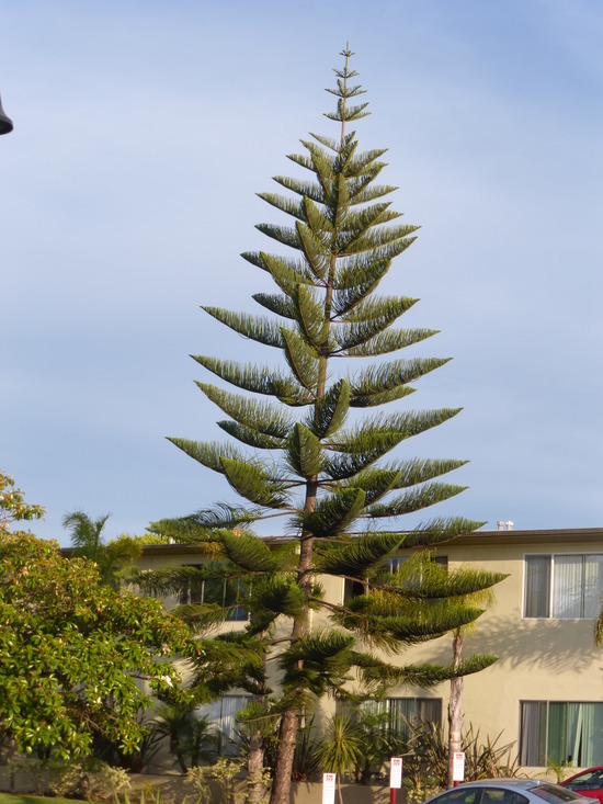 Image of Norfolk Island Araucaria