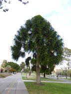 Image of Bunya pine