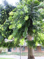 Image of Bunya pine
