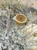 Image of desert marigold