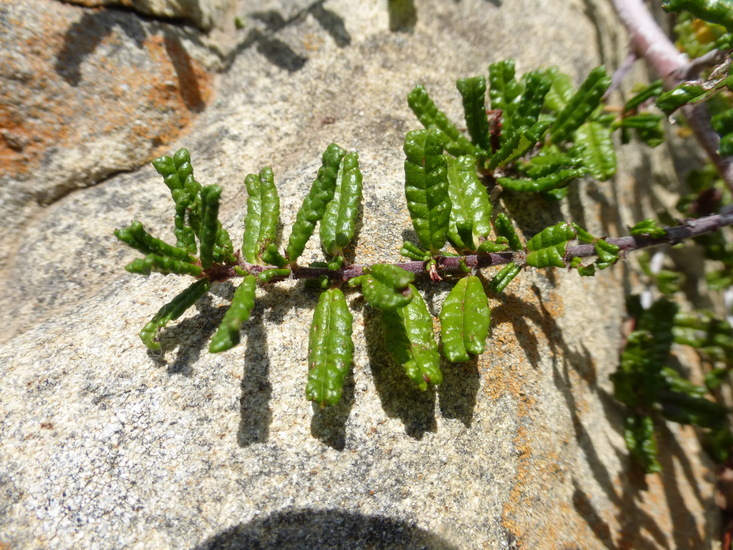 Image of Hearst Ranch buckbrush