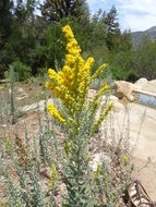 Image of Northern California goldenrod