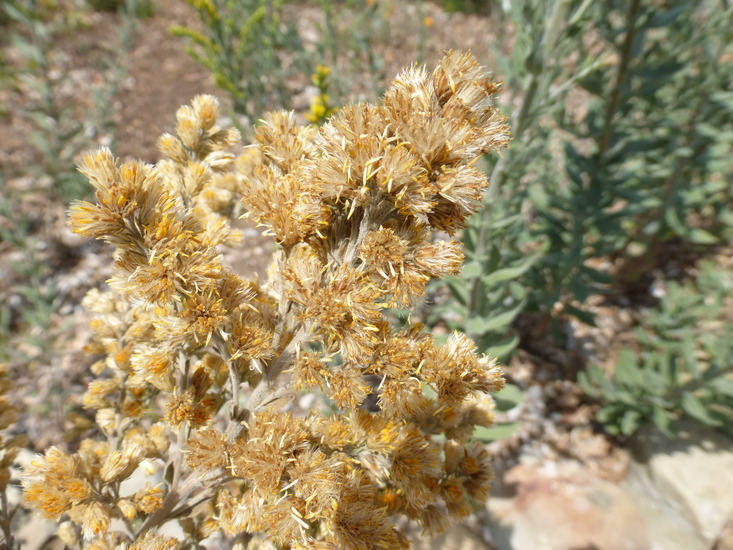 Image of Northern California goldenrod