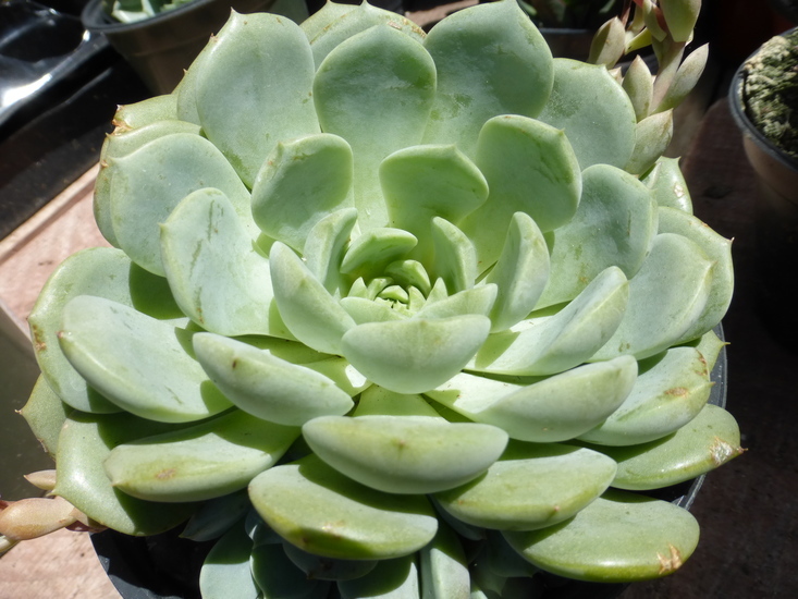 Image of hens and chicks