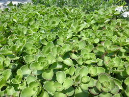 Image of <i>Sedum spurium</i>