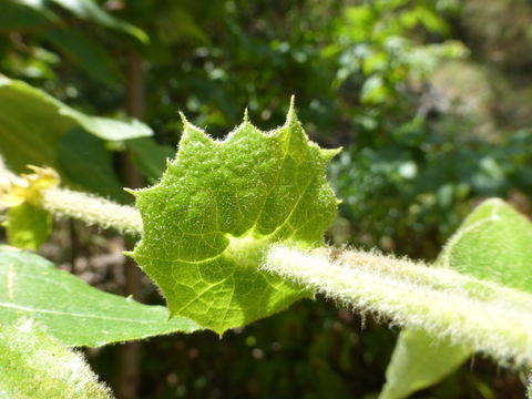 Image of California sycamore