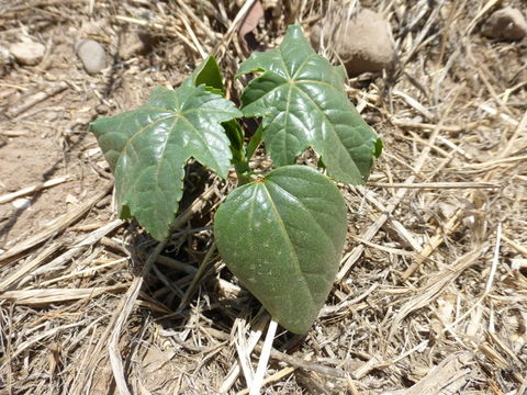 Image of Castor oil plant