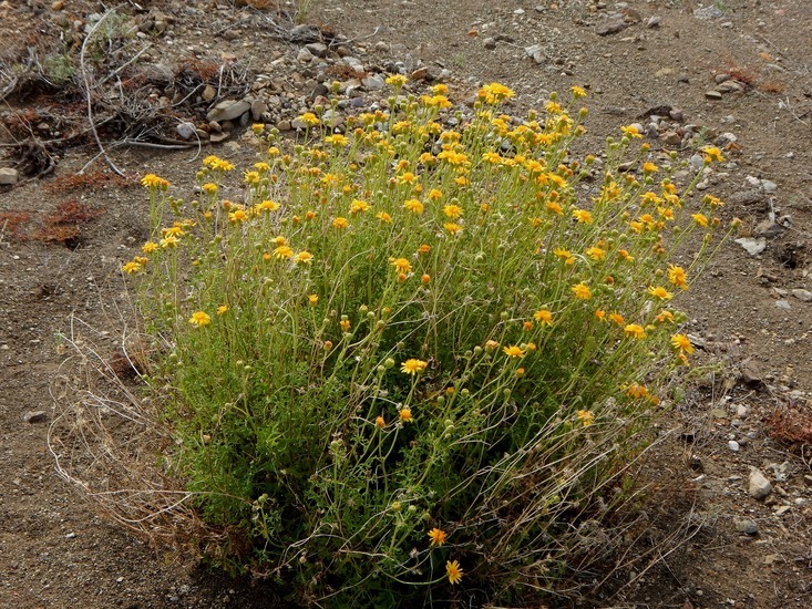 Image of Vasey's rockdaisy