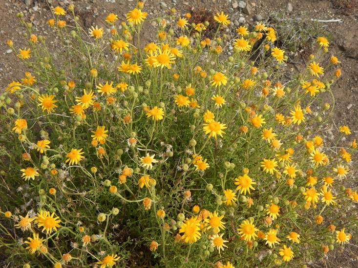 Image of Vasey's rockdaisy