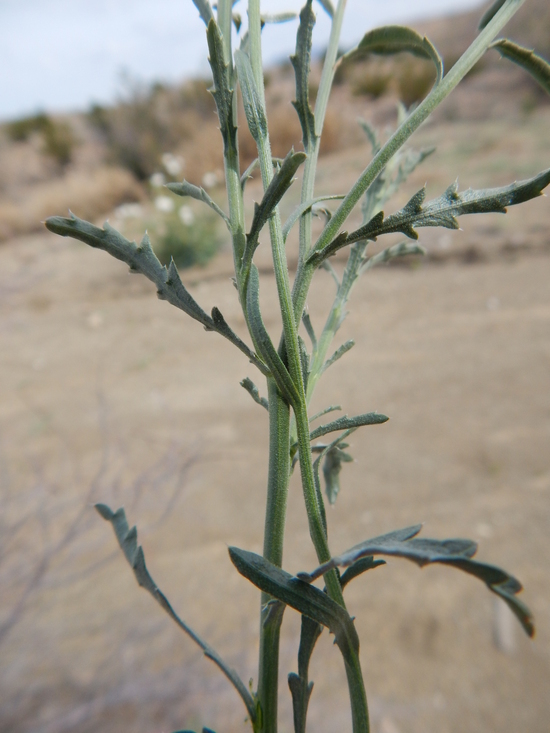 Image of Xanthisma spinulosum var. chihuahuanum (B. L. Turner & R. L. Hartman) D. R. Morgan & R. L. Hartman