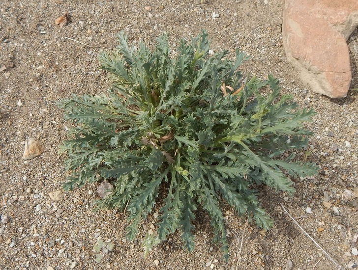 Image of Xanthisma spinulosum var. chihuahuanum (B. L. Turner & R. L. Hartman) D. R. Morgan & R. L. Hartman