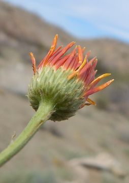 Image of Xanthisma spinulosum var. chihuahuanum (B. L. Turner & R. L. Hartman) D. R. Morgan & R. L. Hartman