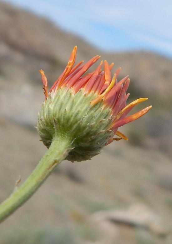 Image of Xanthisma spinulosum var. chihuahuanum (B. L. Turner & R. L. Hartman) D. R. Morgan & R. L. Hartman